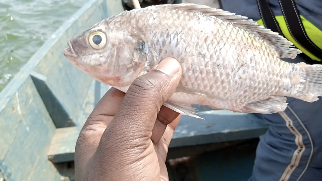 Ugandan Fish Farmer Produces Fresh Tilapia & Encourages Small Farms