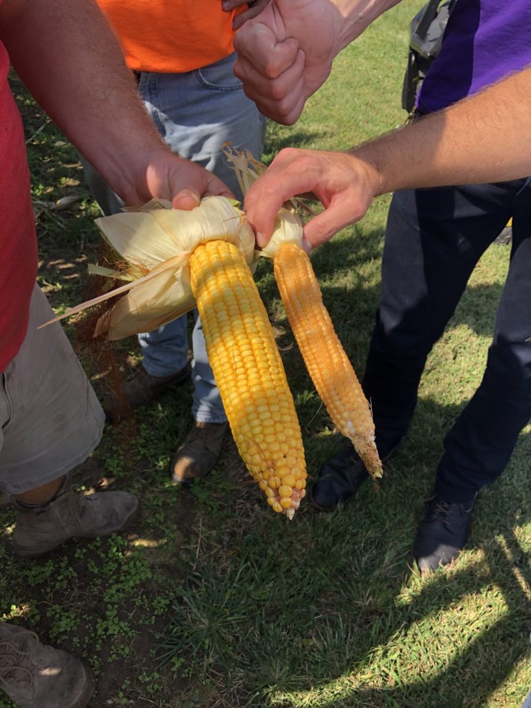 Family-Owned Popcorn Farm Has Quality Focus - Grounded by the Farm