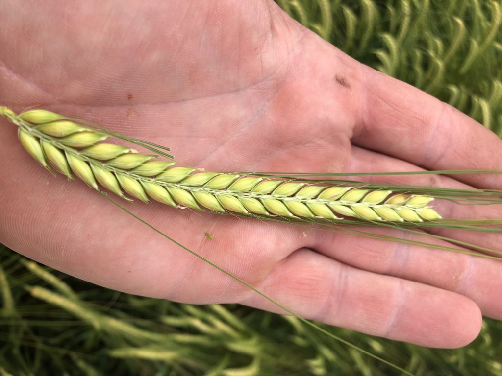 Ever Met A Beer Farmer That Malted Barley Has To Start Somewhere 