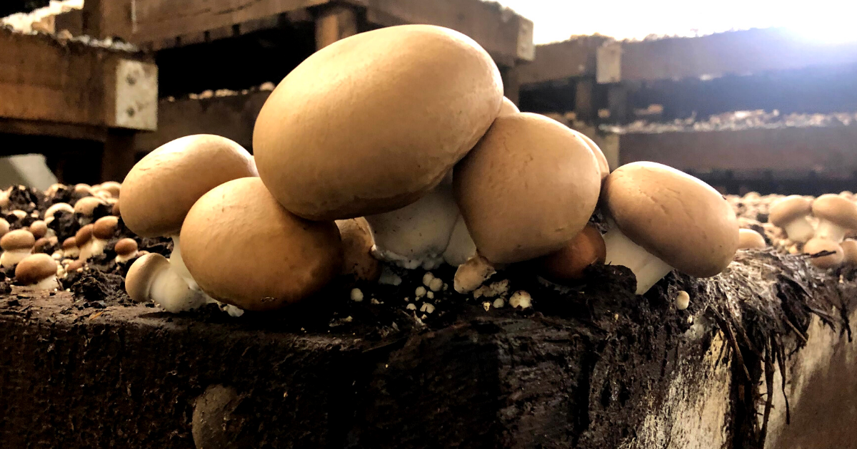 Going into the Dark at a Mushroom Farm Grounded by the Farm