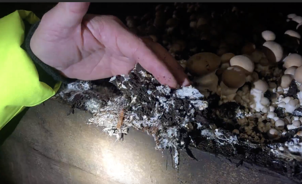 Fresh Mushrooms for the Middle of the Country Grounded by the Farm