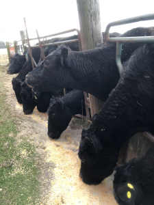 beef cows on the farm