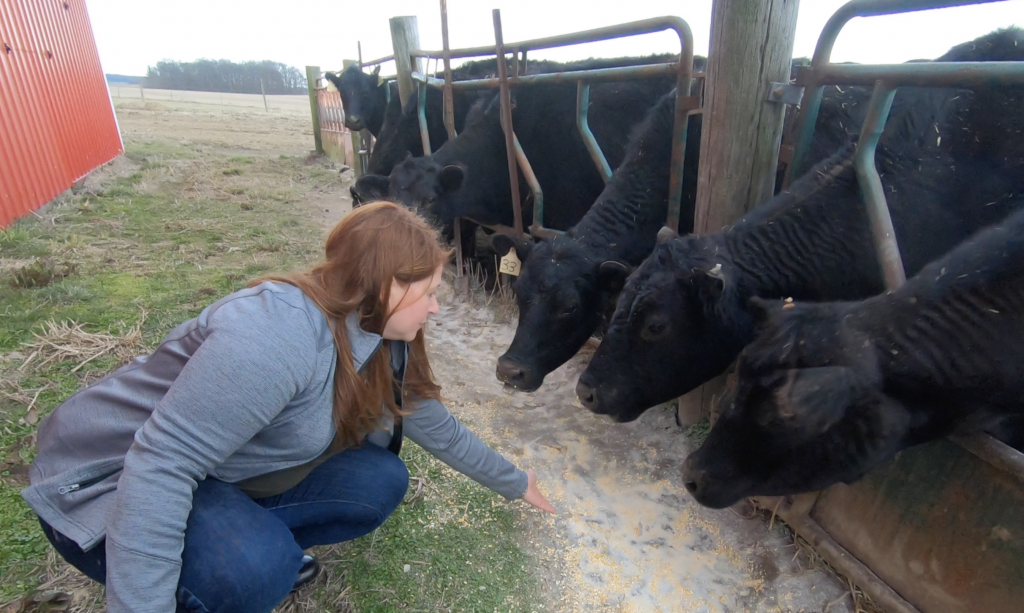 caring for beef cattle with marybeth feutz