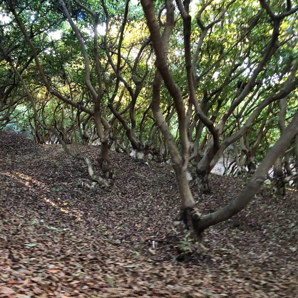 mature avocado trees