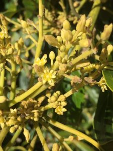 avocado flowers