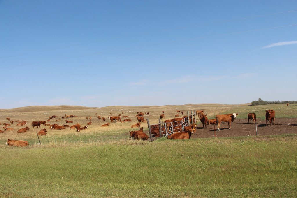 cattle on the North Dakota Prairie