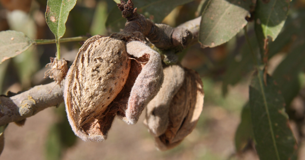 Checking out Almond Trees on California Farm Visits