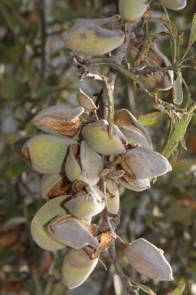 almonds on the tree clustered