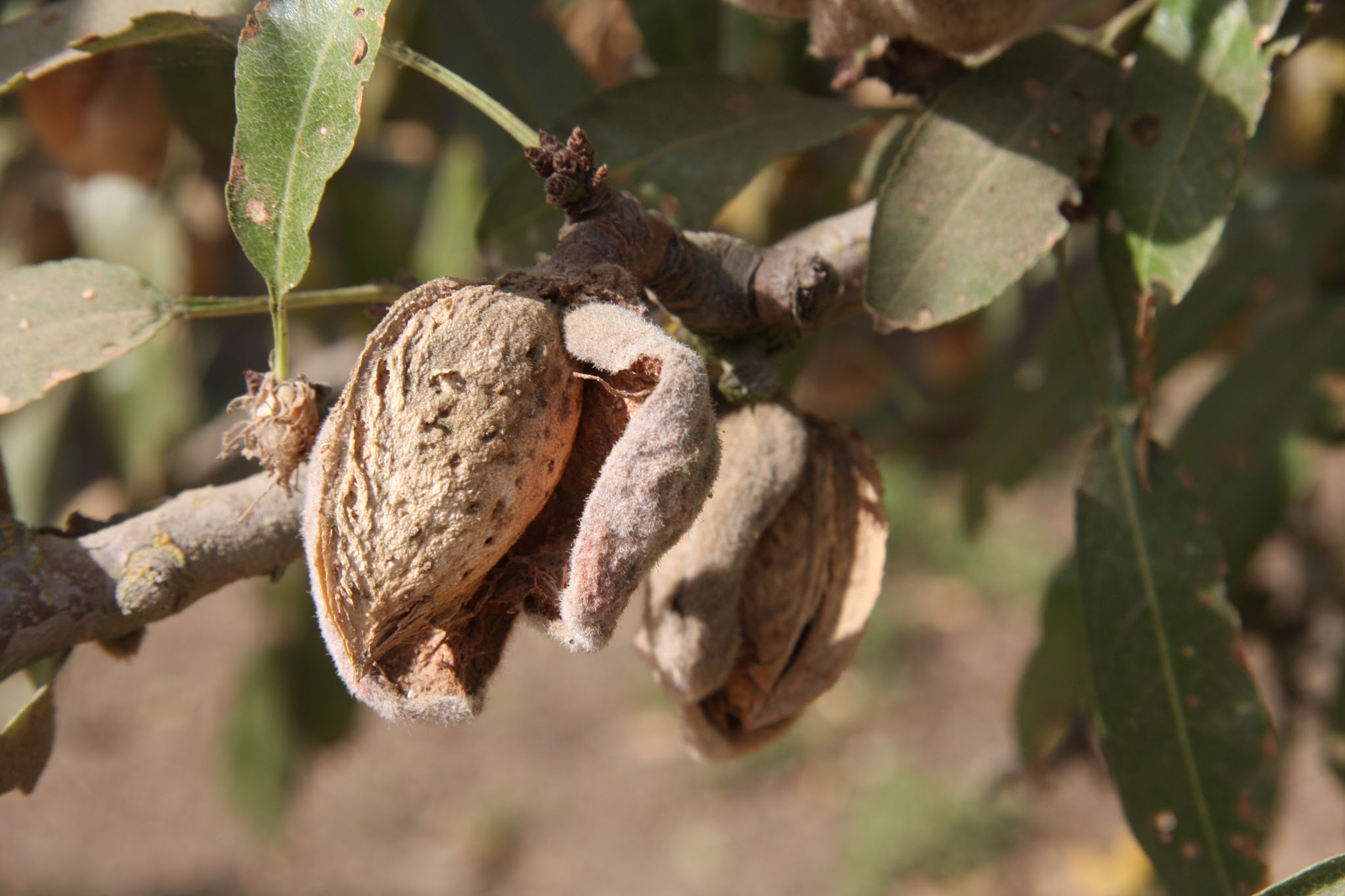 almonds on the tree hull and shell