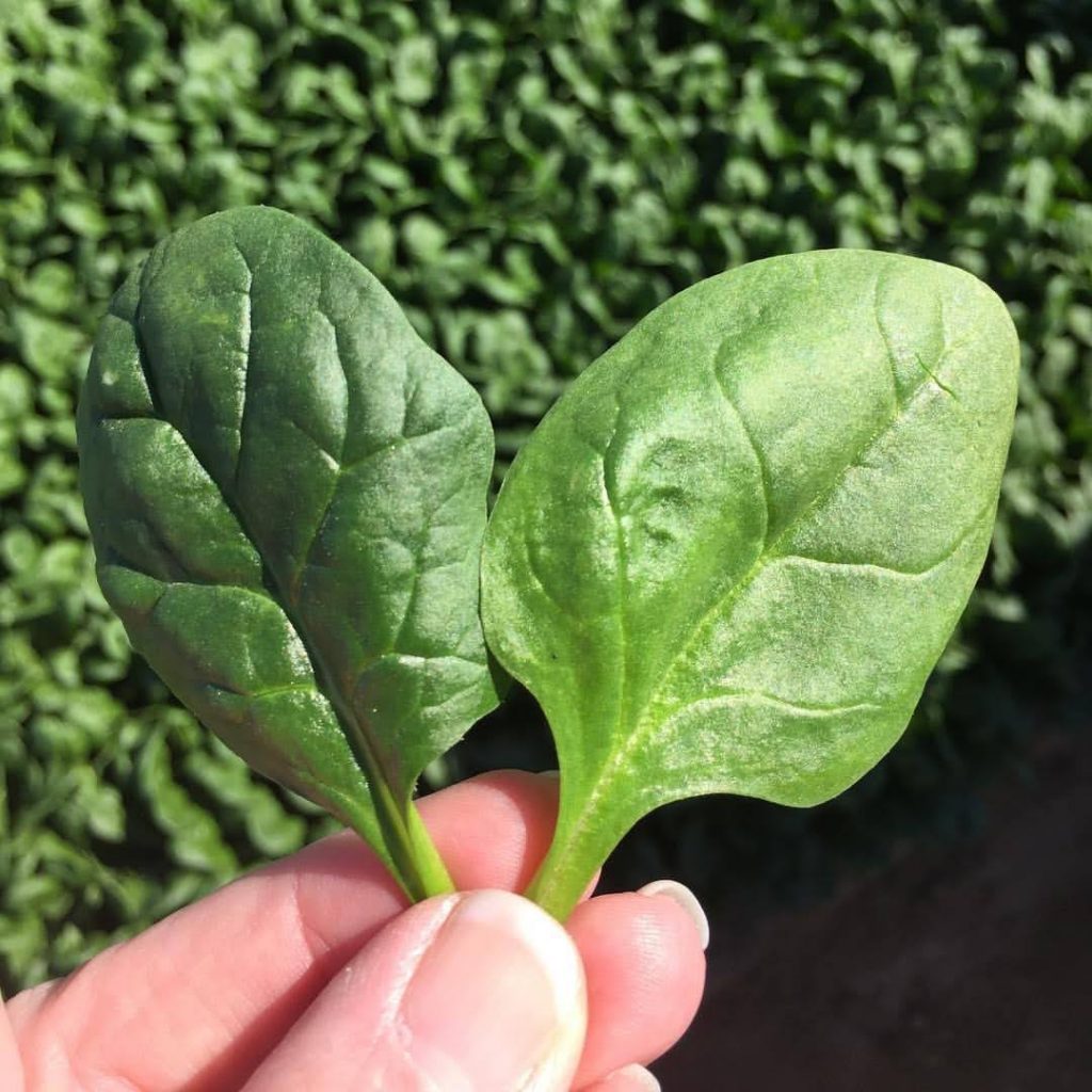 spinach farm tour