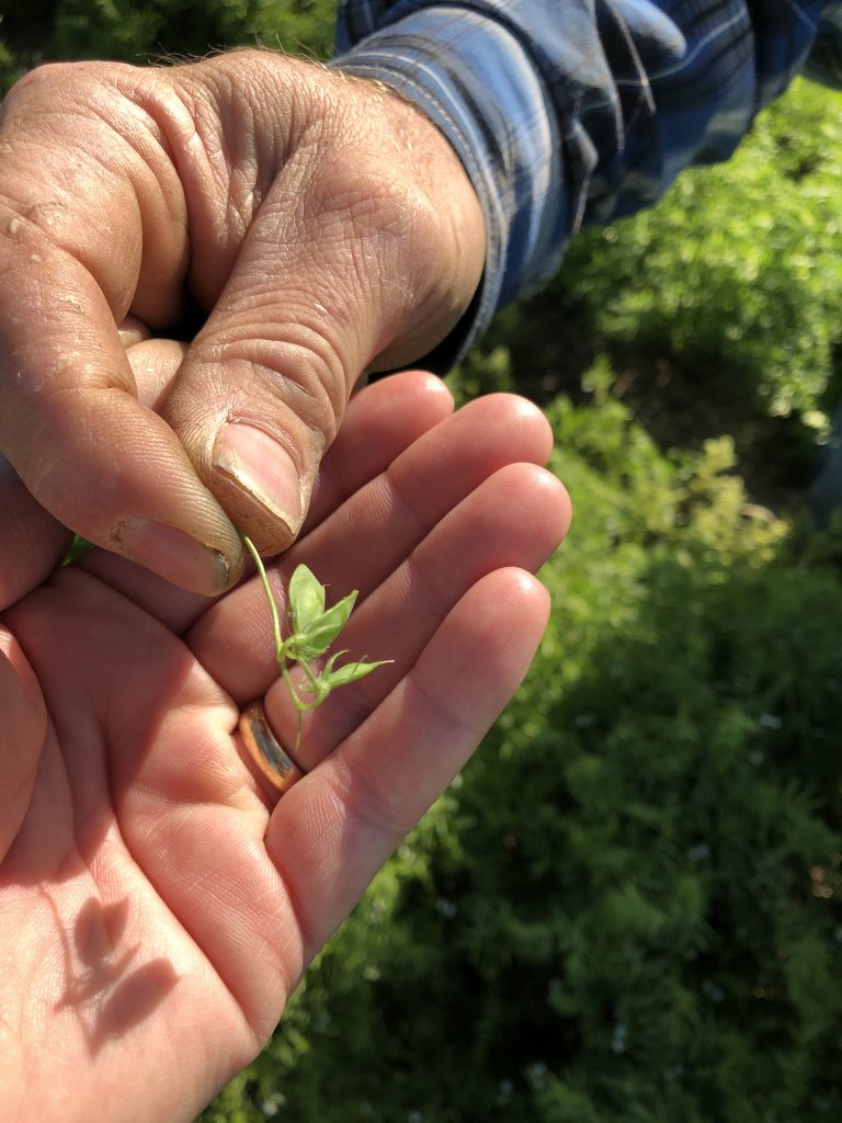 lentils on the farm