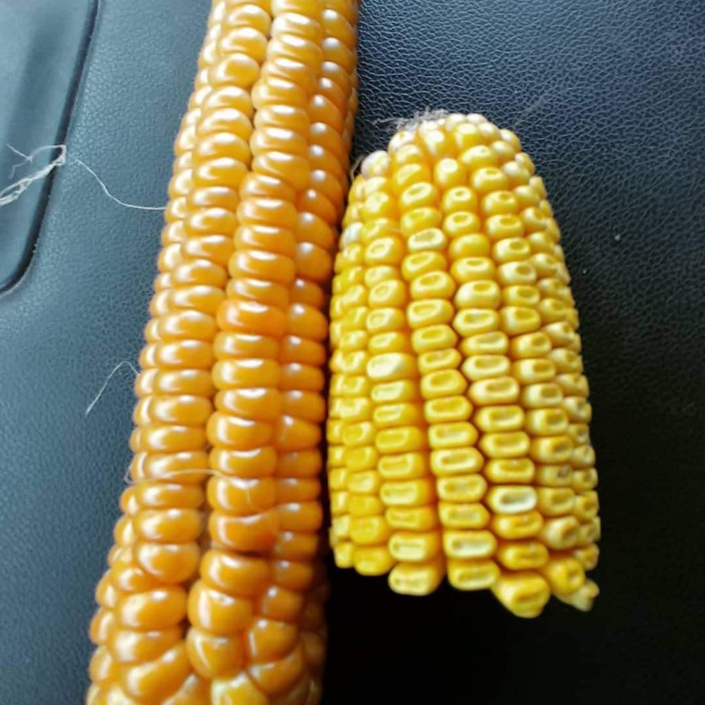 heritage corn & yellow dent corn