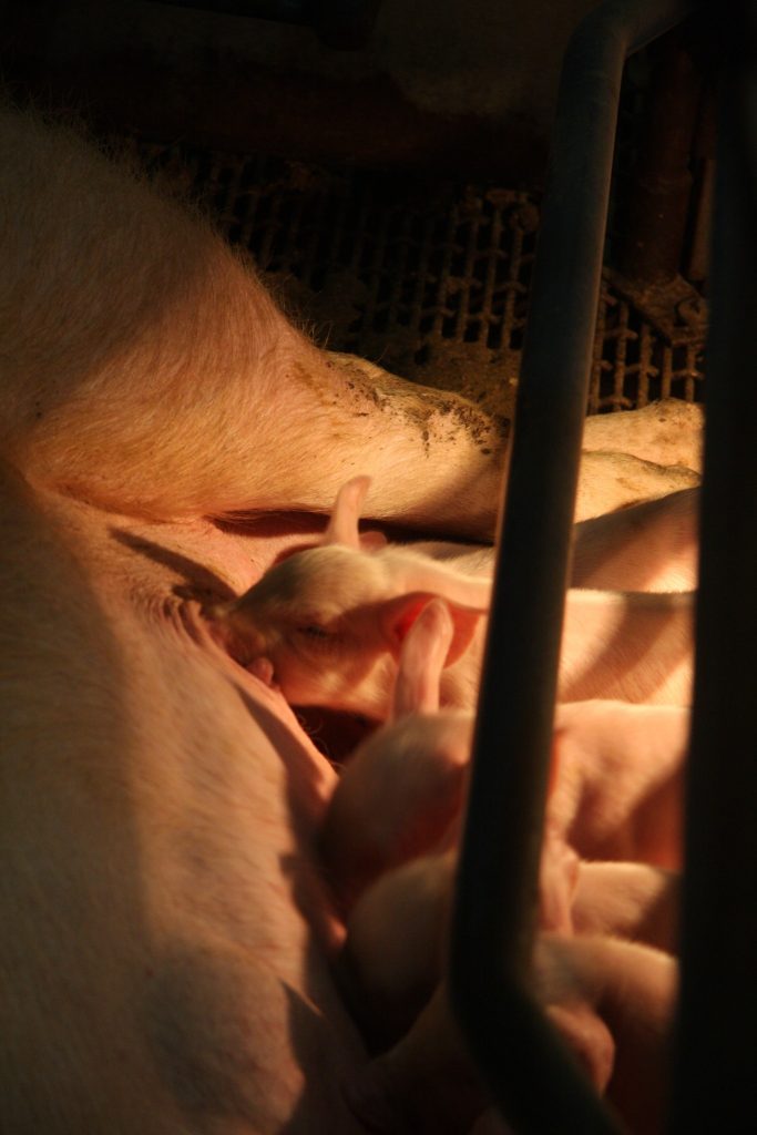 Baby piglets inside the pig barn