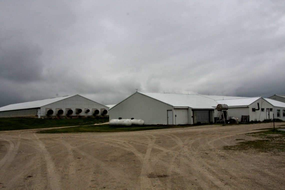 Do pig farms smell bad? Remembering My First Visit to a Pig Farm