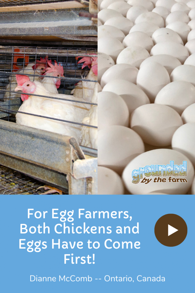 For Egg Farmers, Both Chickens and Eggs Have to Come First! Grounded