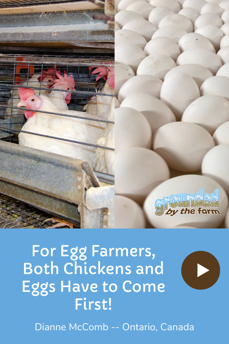 The Benefits of Having Farm Fresh Eggs - Strombergs