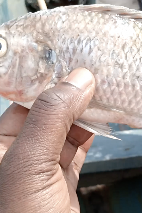 Ugandan Fish Farmer Produces Fresh Tilapia & Encourages Small Farms