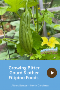 growing bitter gourdd & Filipino foods