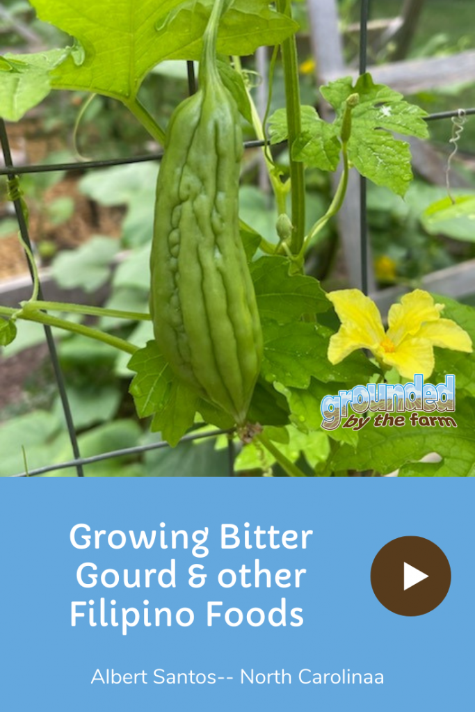 Growing Bitter Gourd & other Filipino Foods with Albert Santos Grounded by the Farm