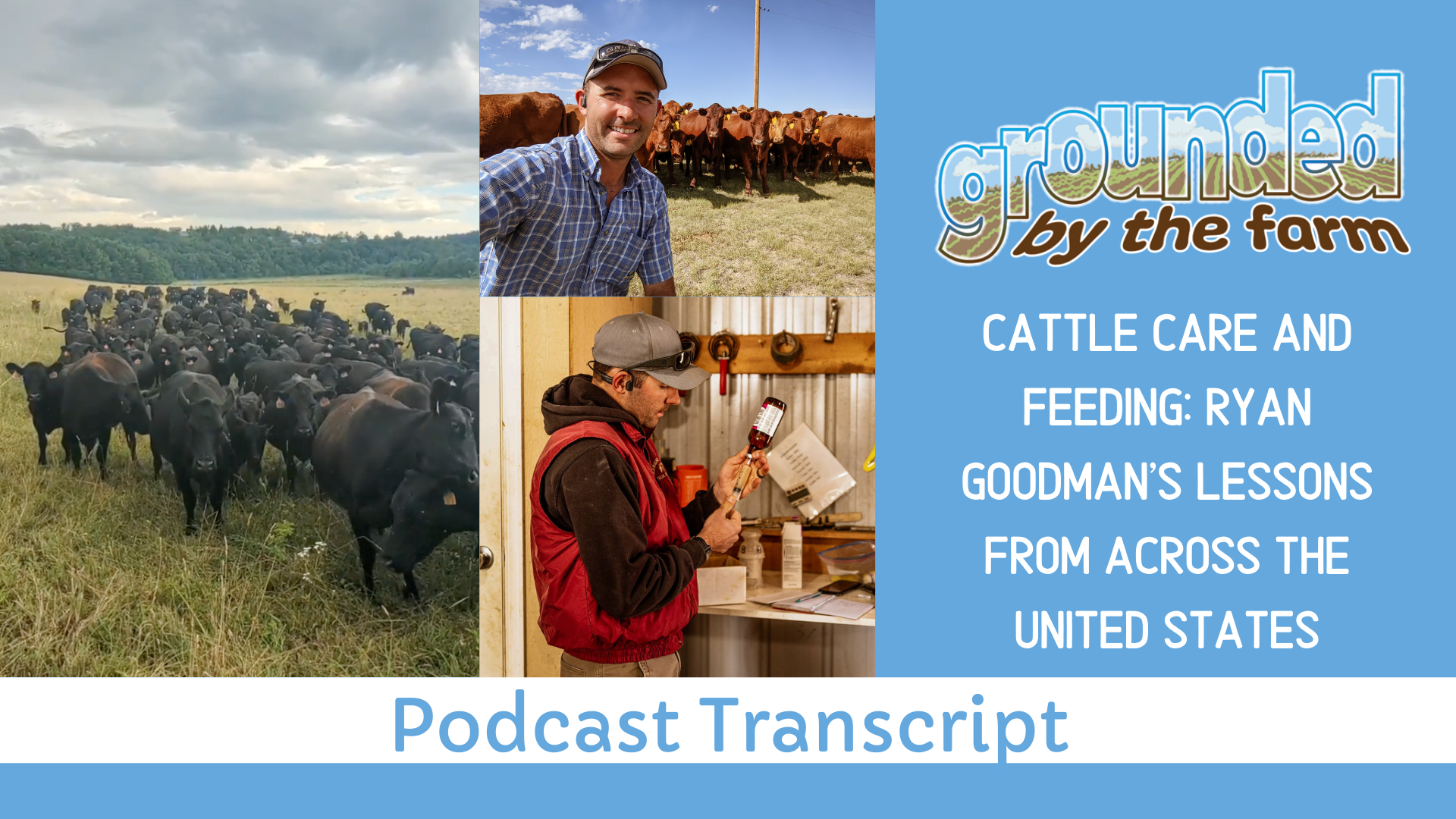 cattle care Ryan Goodman