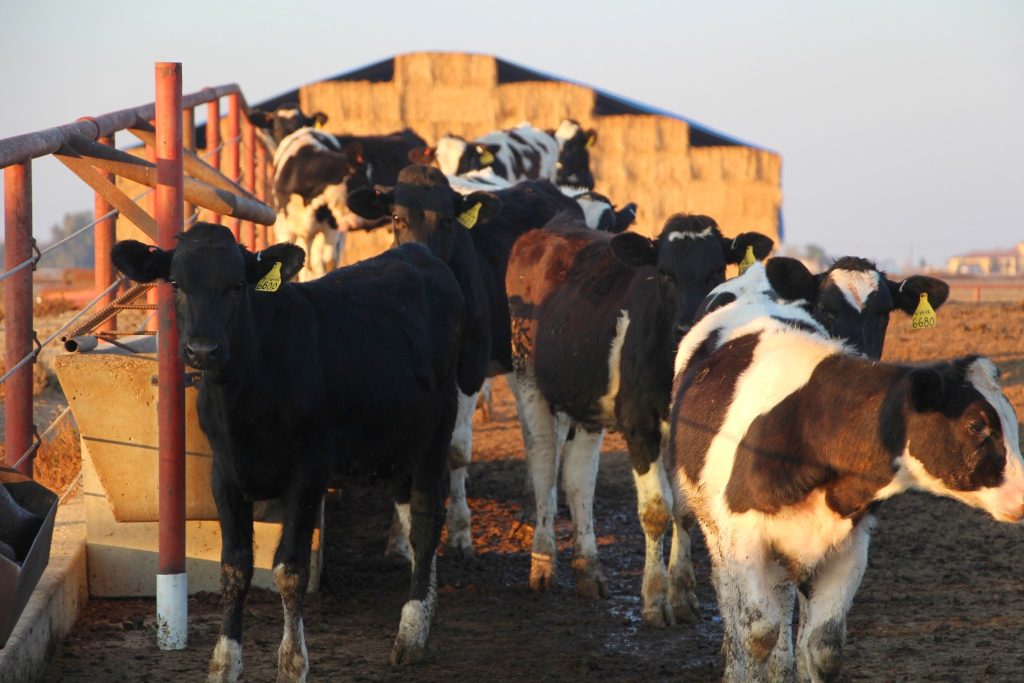 What do cows eat and why? Grounded by the Farm