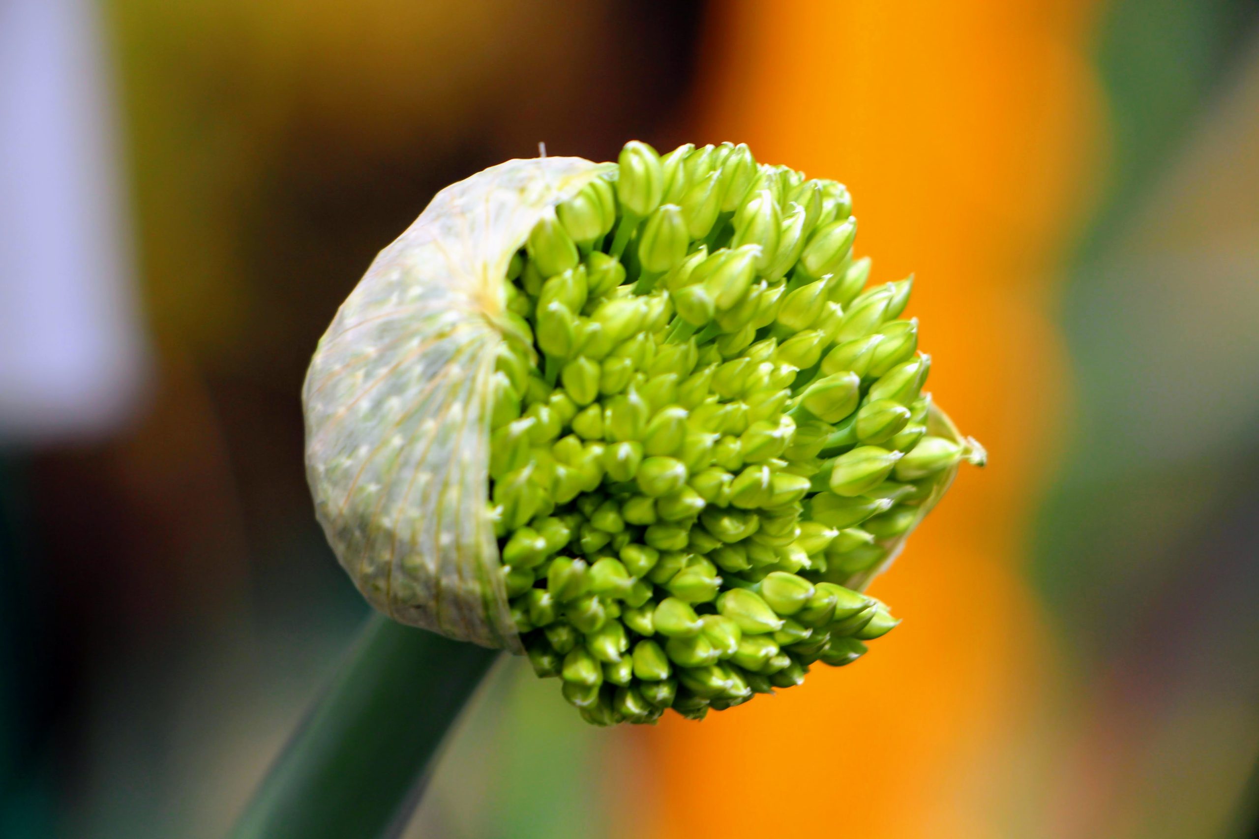 Onion plant beginning to flower