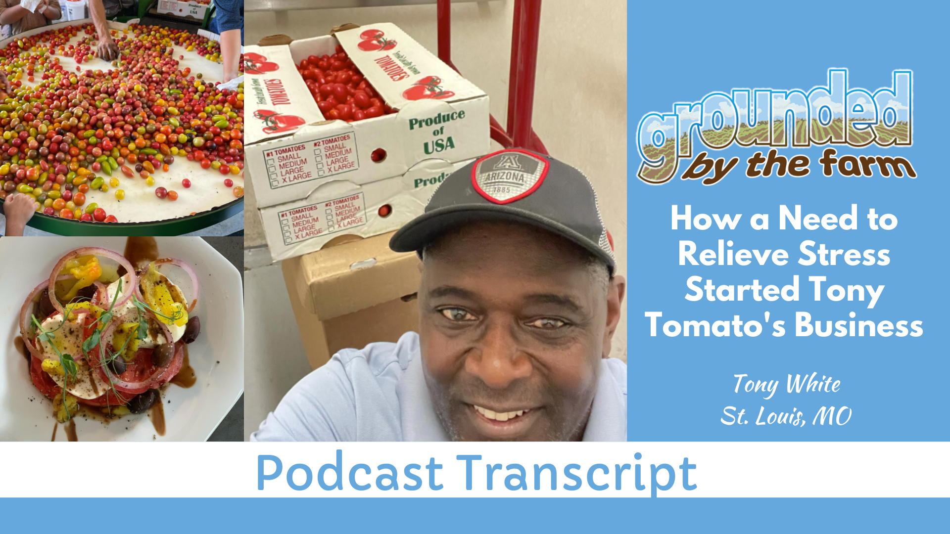 Tony Tomato episode transcript
