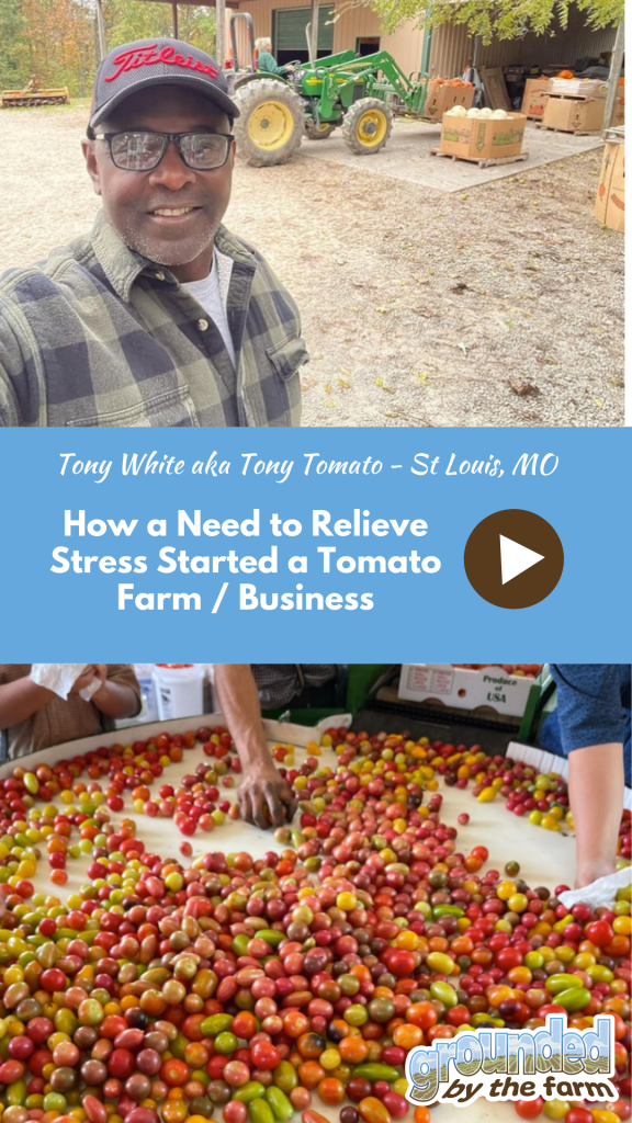 tomato farm story