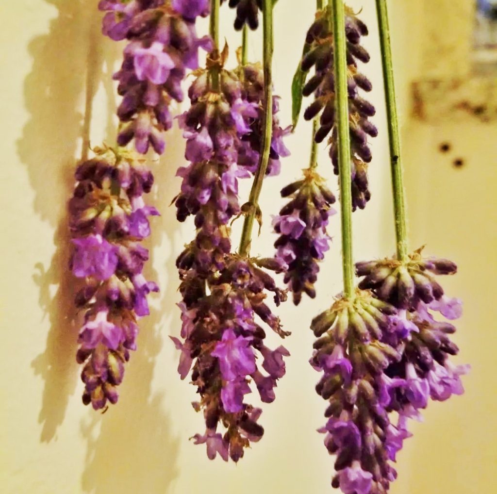 drying lavender