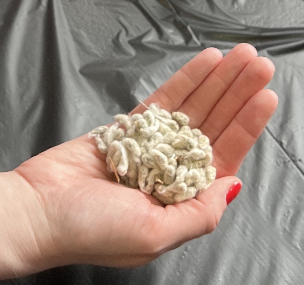 handful of cottonseed