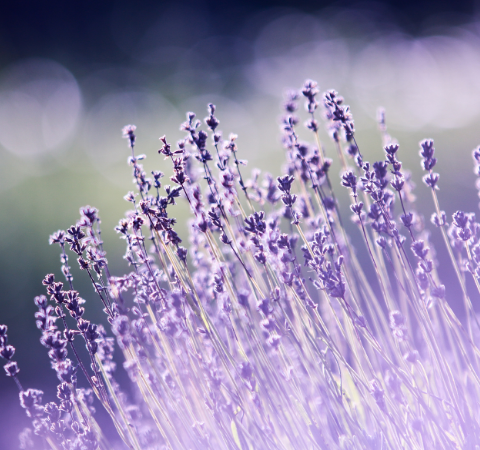 Longing to Visit a Lavender Farm? Get to Making Plans!