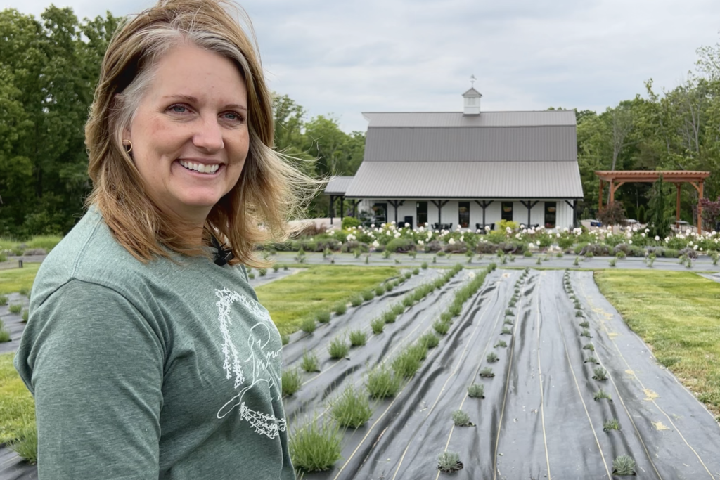 long row lavender farm Tracy2