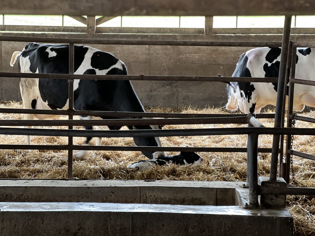 cow with new calf