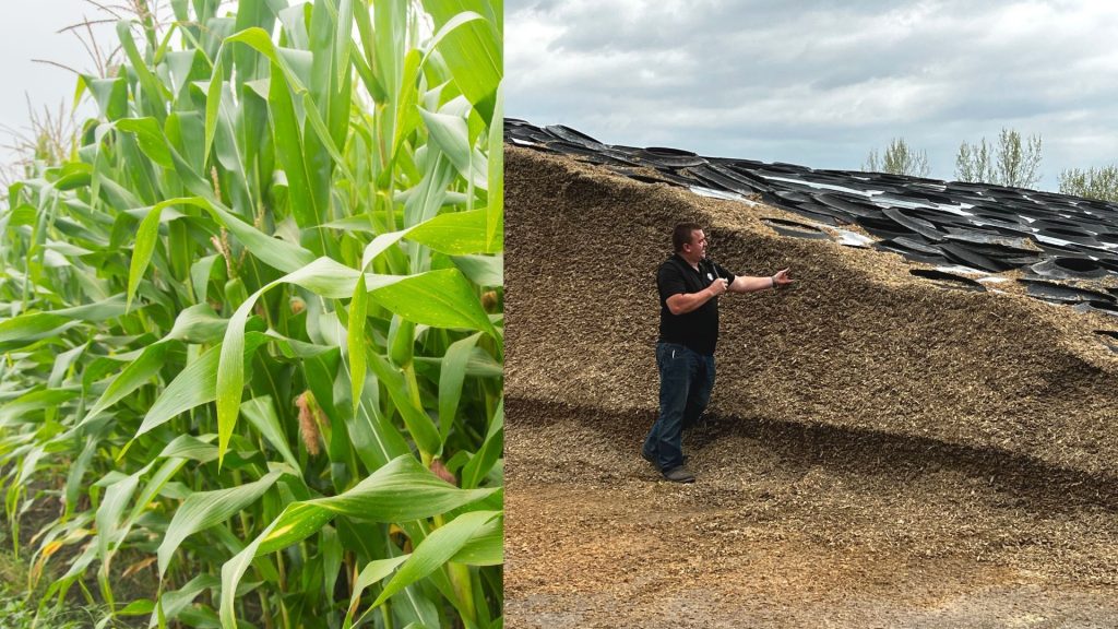 turning corn to silage