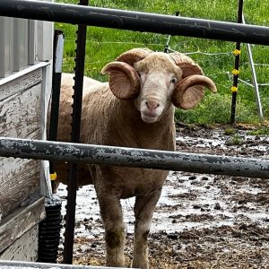 dorset ram