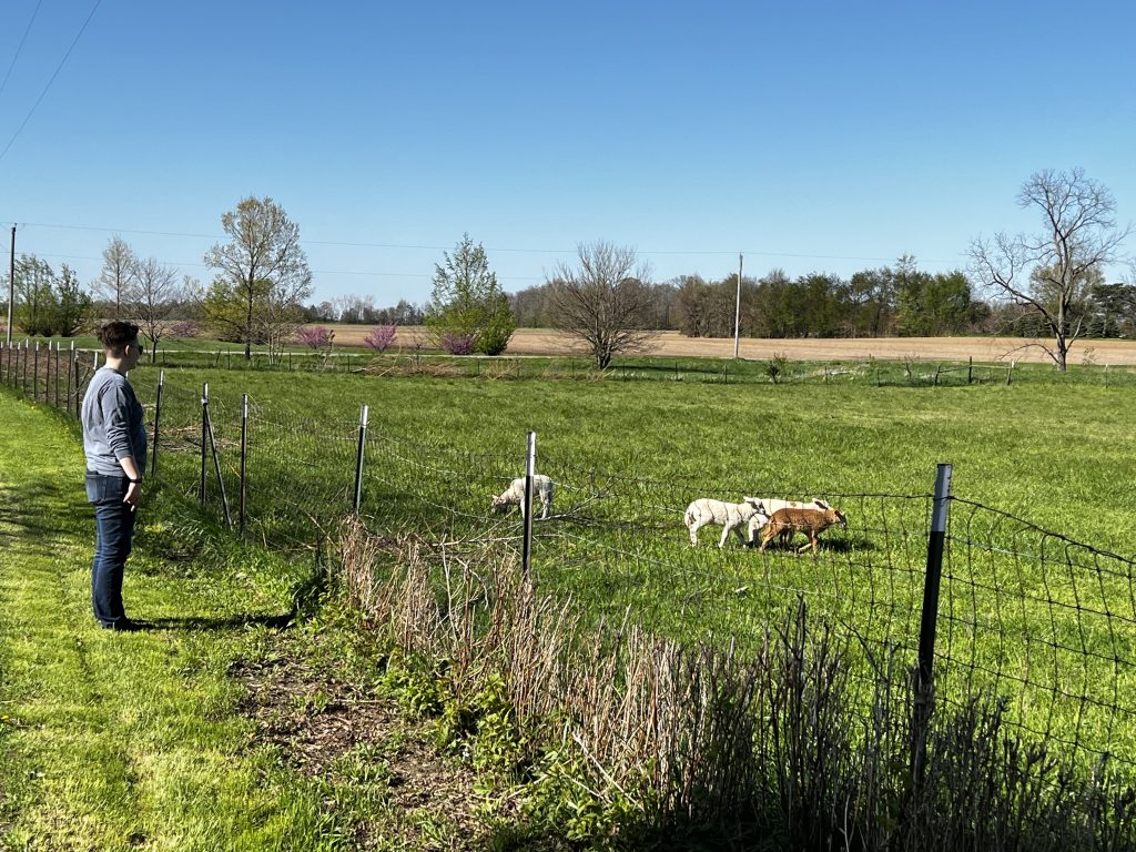 lambs on pasture at the farm co-op