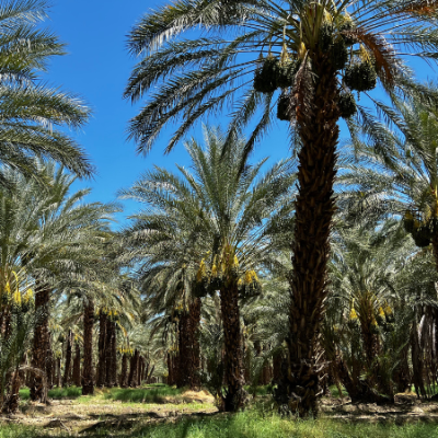 growing dates palm