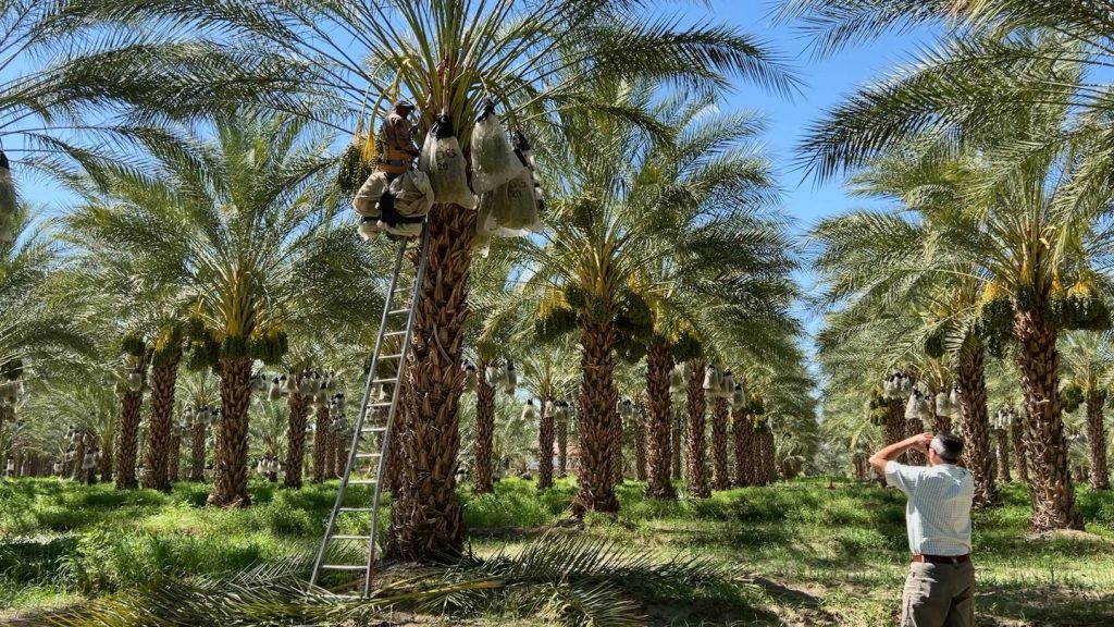 working palm trees on a date farm2