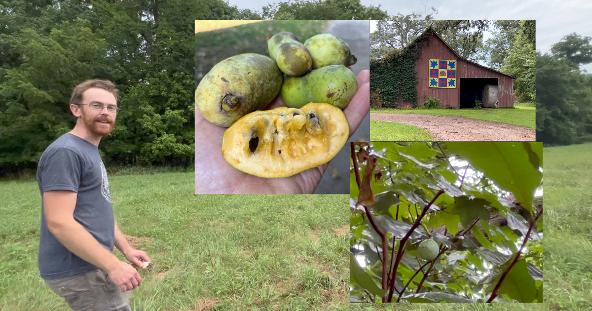 Foraging Pawpaws, Fruit Farming and Making Fruit Leather in Funk's