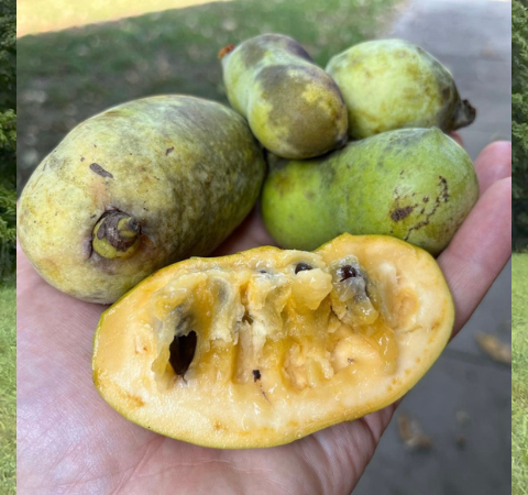 Foraging Pawpaws, Fruit Farming and Making Fruit Leather in Funk’s Grove