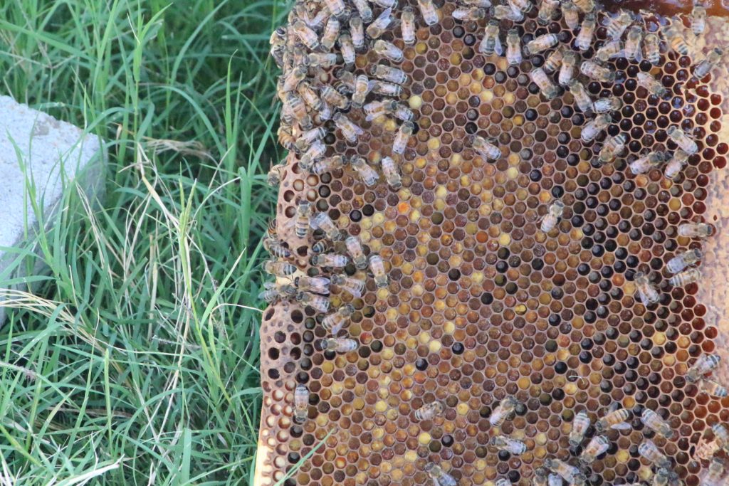 bees on a frame