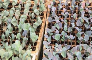 cool weather crops seedlings