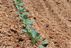 cool weather crop broccoli