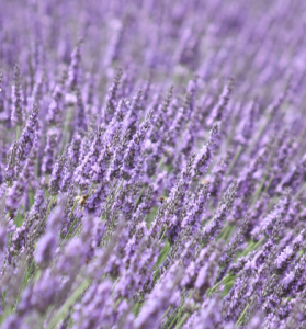 lavender