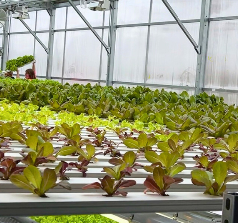 Homeless to hopeful: How urban farming is changing lives in an Iowa shelter