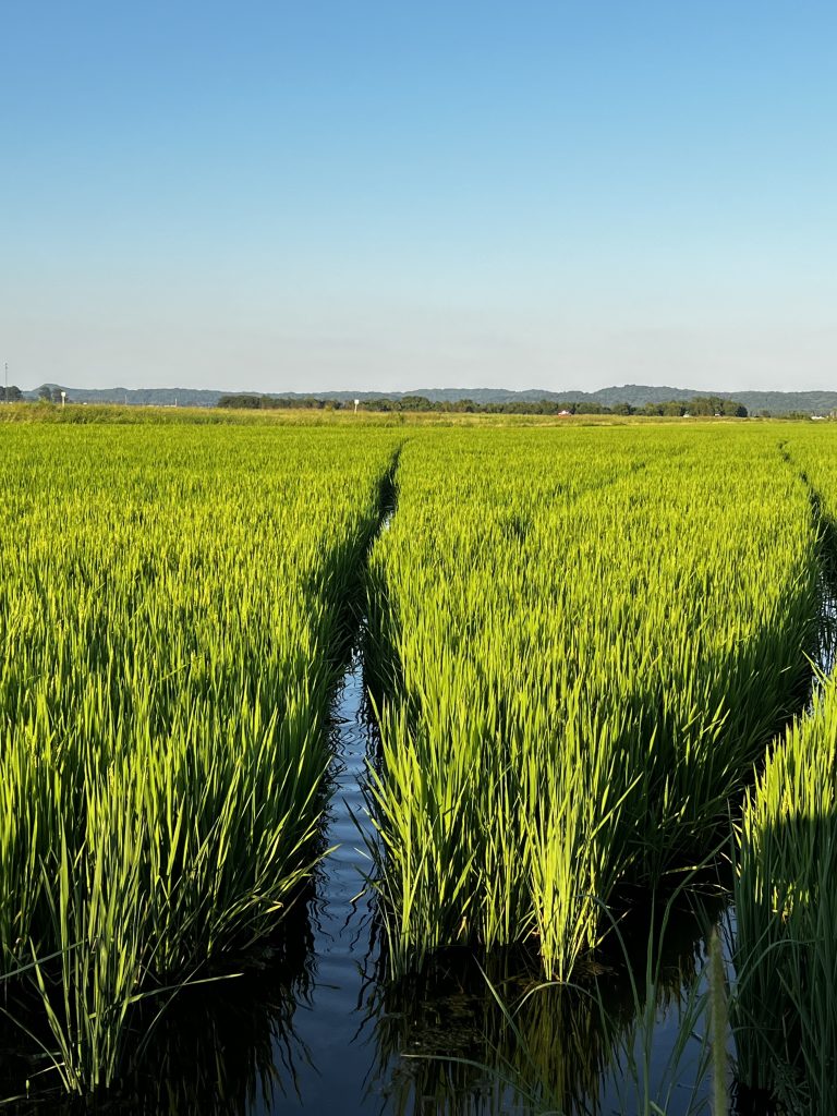 flooded rice field